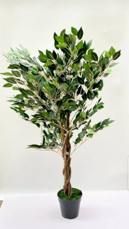 90cm Ficus Plant